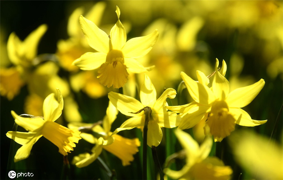 ICphoto(qun)ƷՈD(zhun)d