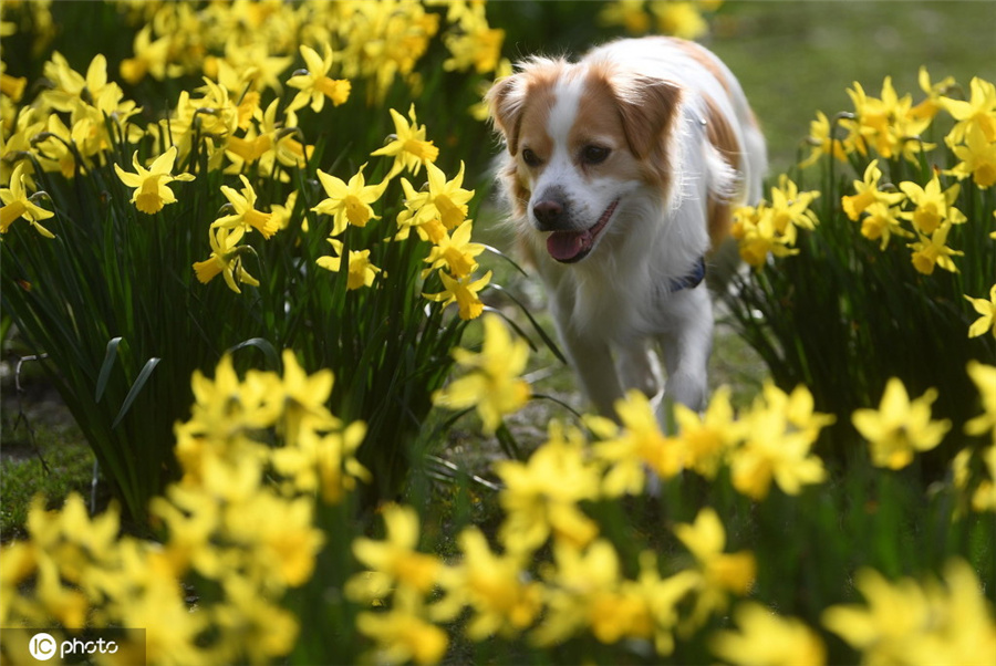 ICphoto(qun)ƷՈ(qng)D(zhun)d